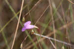 Jackson false foxglove